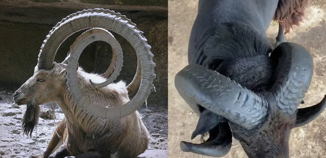 做了1000多天的项目,终于把吉祥物设计流程搞清楚了!