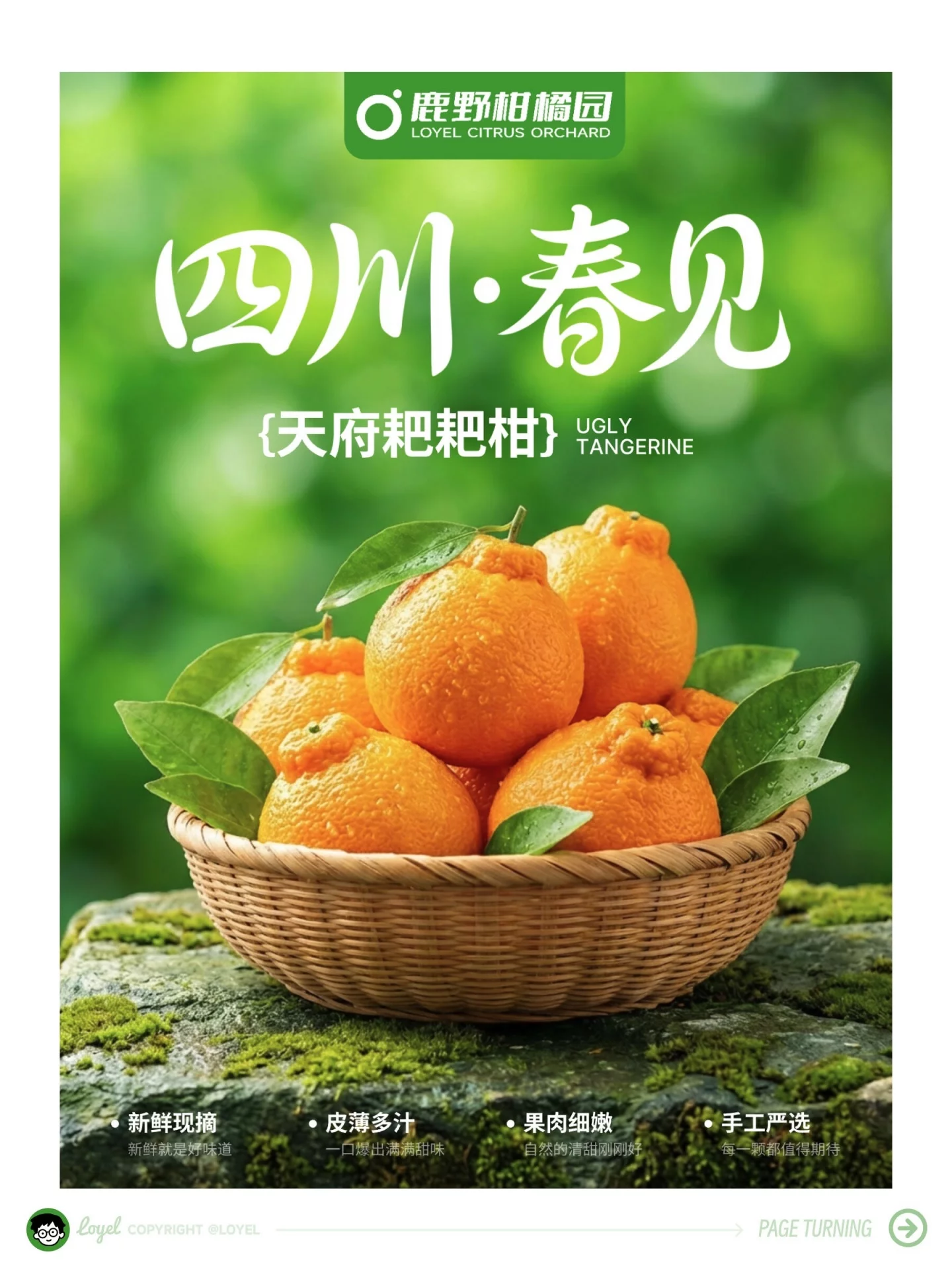 尝试用 lovart 搭配 Nano Banana Pro 模型创作橘子海报